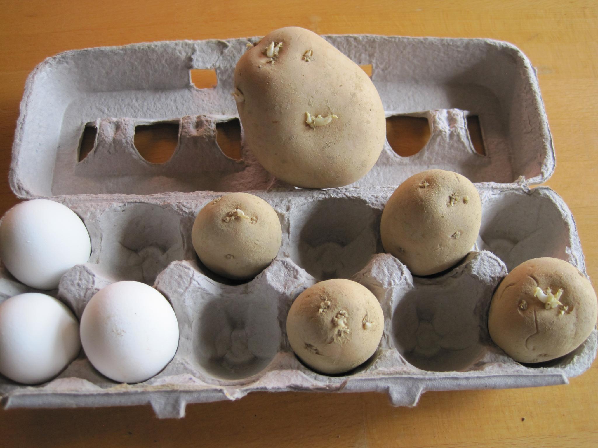 Growing Potatoes in Containers